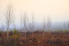 Bare Birch Trees In Mist Royalty Free Stock Photography