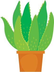 Aloe Vera Plant Royalty Free Stock Images Aloe Vera Plant Royalty Free Stock Images