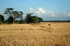 Rice Fields After Harvest Royalty Free Stock Photo Rice Fields After Harvest Royalty Free Stock Photo