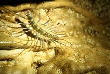 Close Up Of A Cave Centipede Stock Photos