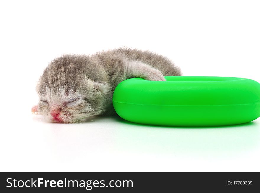 New born kitten on white background (two days old). New born kitten on white background (two days old)