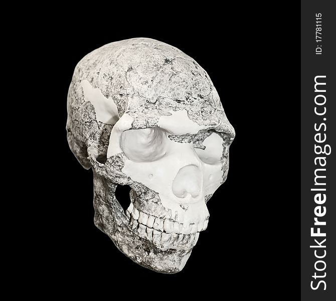 The photo shows a skull on a white background