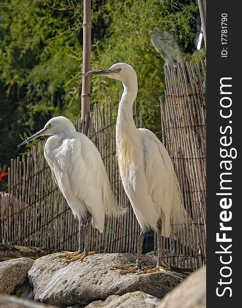 White big birds standing on a stone. White big birds standing on a stone.