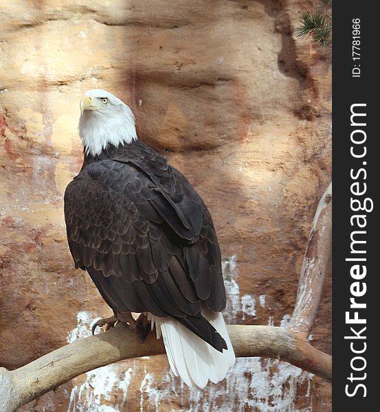 A bald eagle rests on a cliff face below the nest;. A bald eagle rests on a cliff face below the nest;