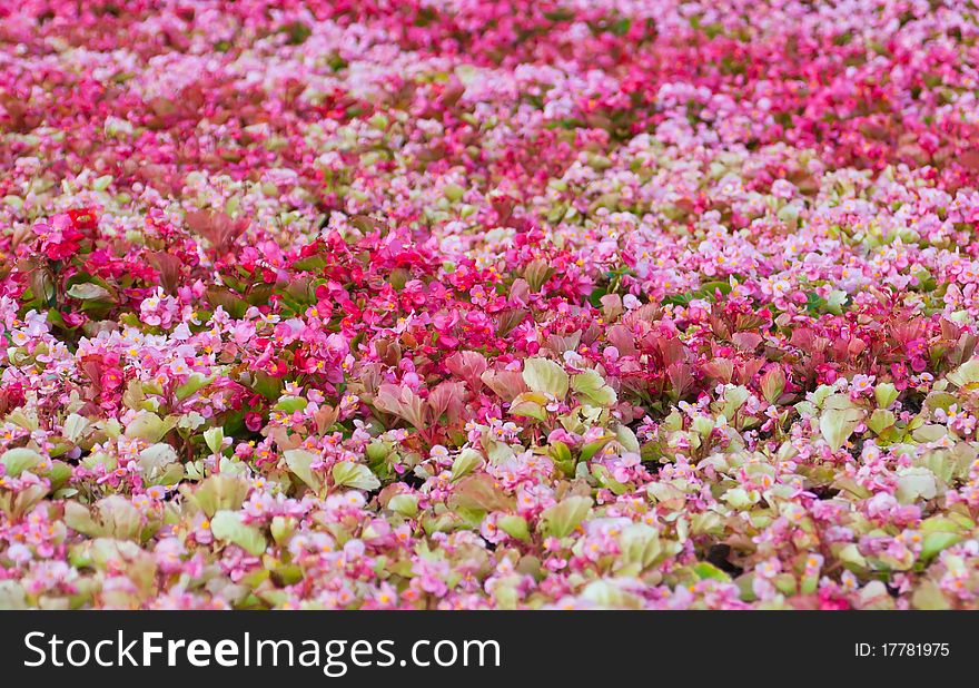 Flowerbed with colorful flowers on a sunny day