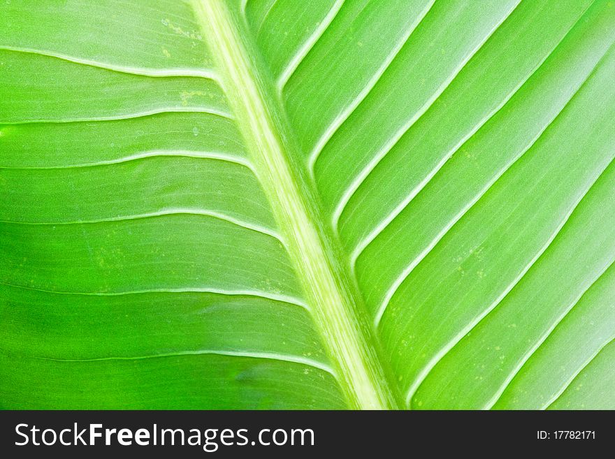 Green lefs of tropical flower in thailand