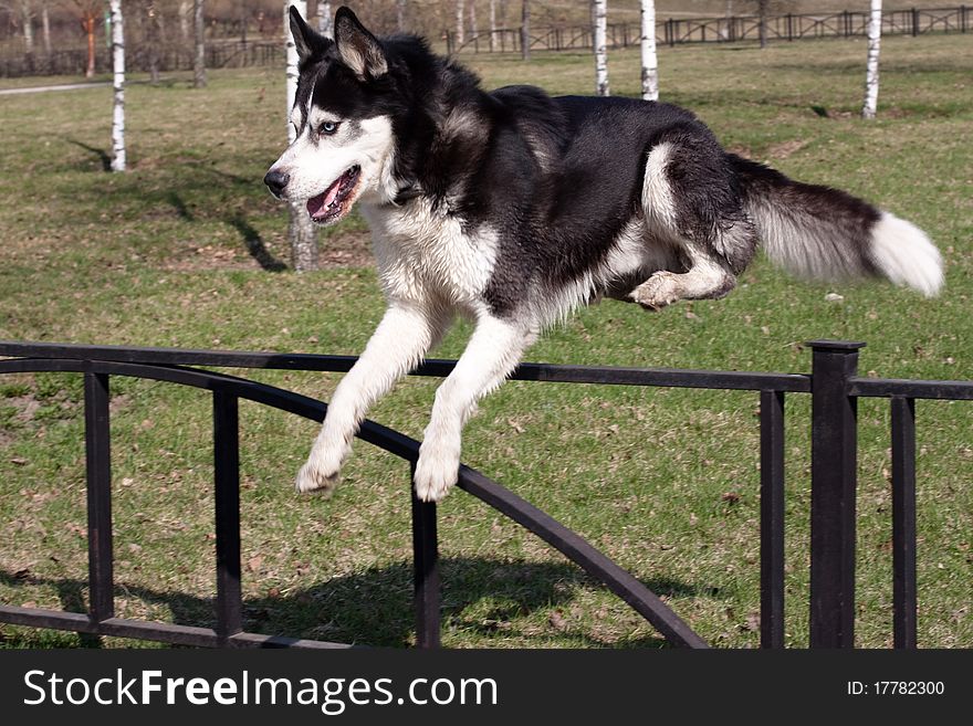 A jumping black and white husky in the park. A jumping black and white husky in the park