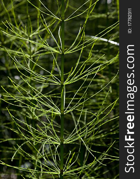 Wood horsetail (Equisetum sylvaticum), Barse Mose (Barse Moor), Alminddingen. Bornholm. Denmark