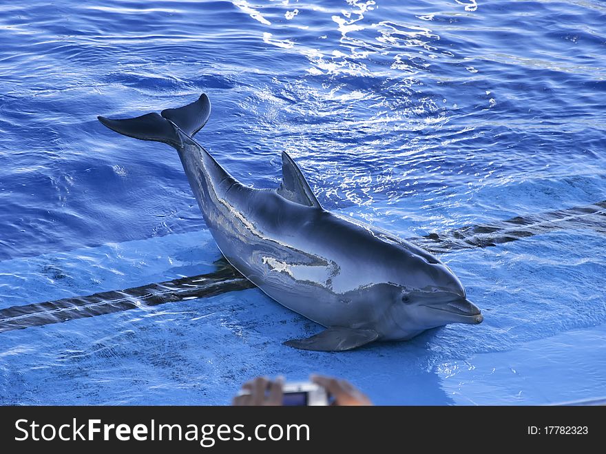 Dolphin in Oceanografic, Valencia, Spain.