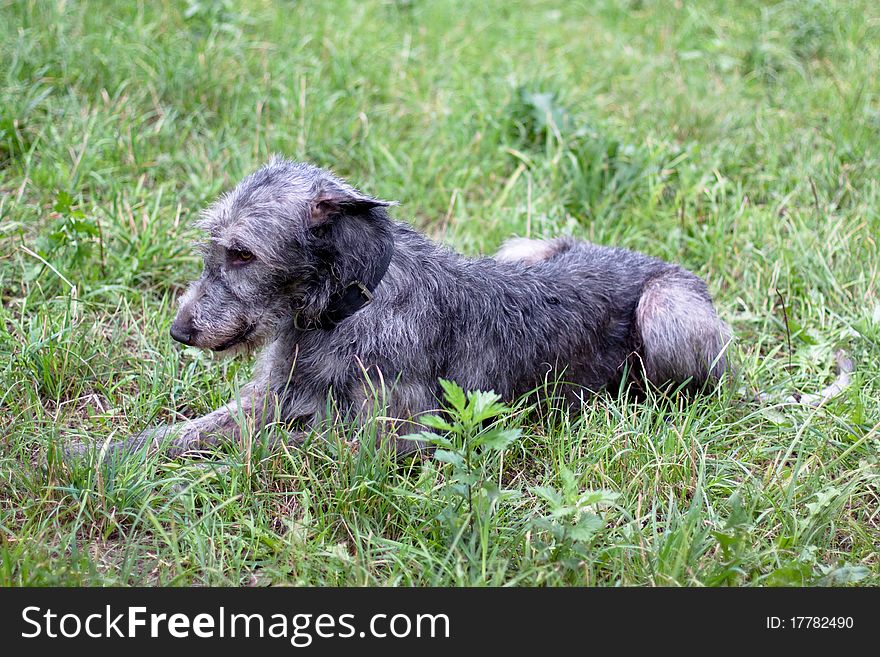 A lying irish wolfhound in a summer park