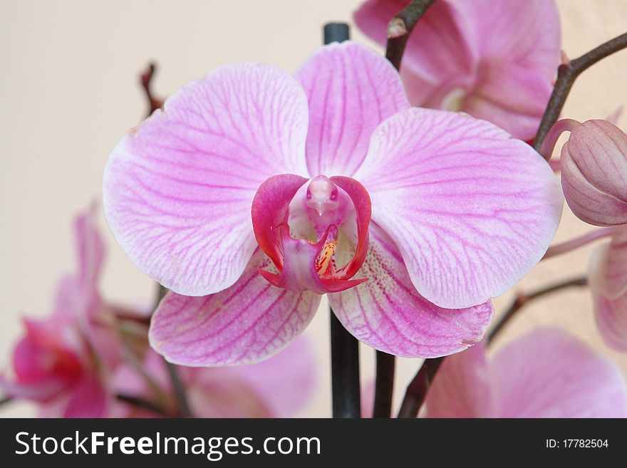 The orchid species- halaenopsis intermedia- petals view