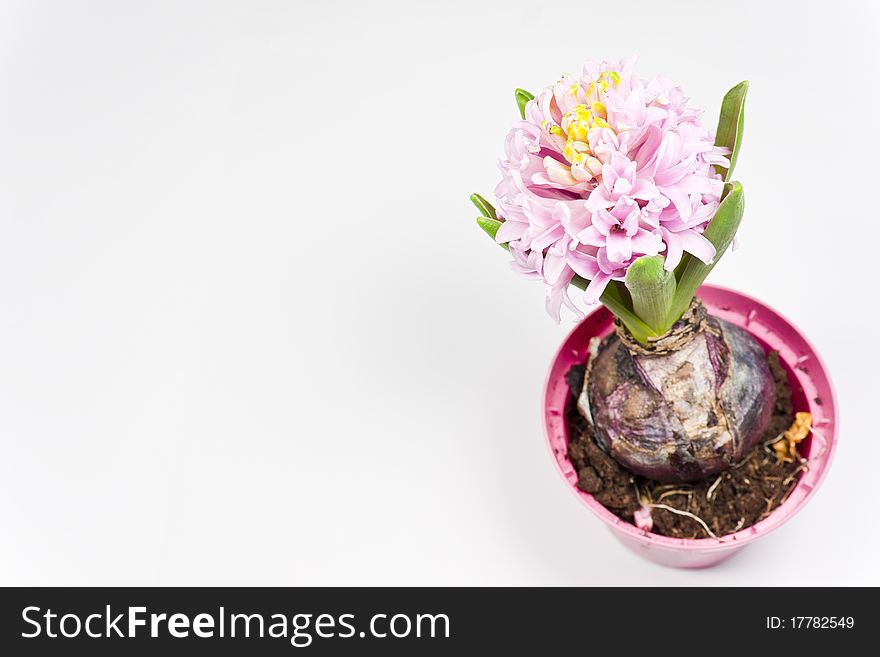 A close-up of hyacinth blossom