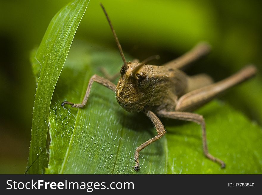 The grasshopper on green leaf in The forest of Thailand.