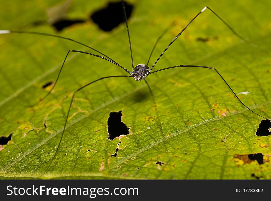 Closed up of pider on green leaf. Closed up of pider on green leaf.