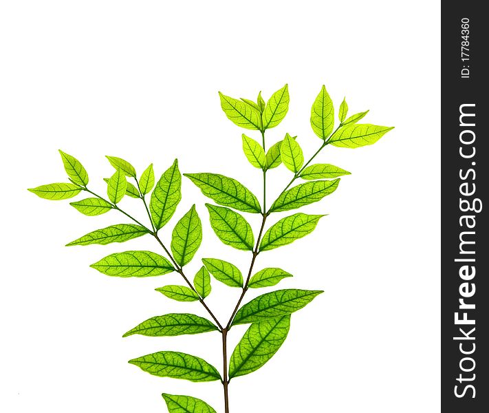 Green leaves branch over white background