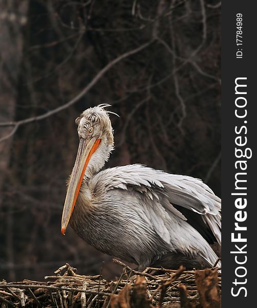 An angry looking Pelican sitting on a nest. An angry looking Pelican sitting on a nest.