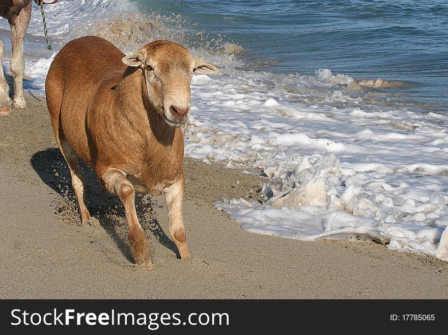 Beige Sheep running on the beach next to the ocean water. Beige Sheep running on the beach next to the ocean water