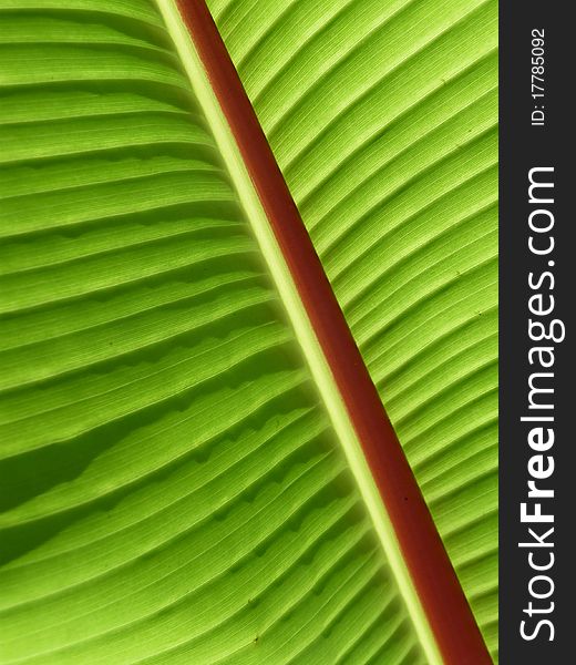 Diagonal Palm Frond