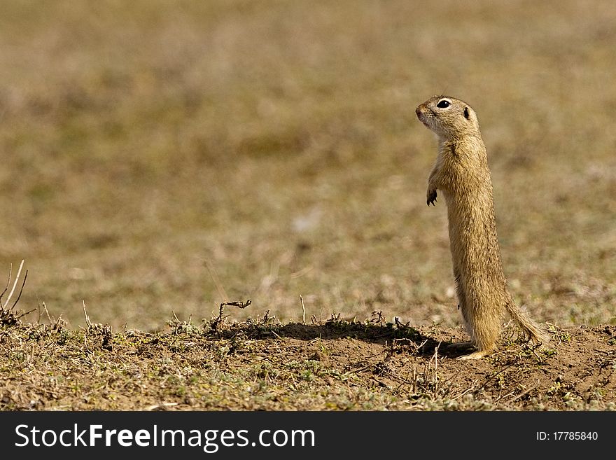 European Ground Squirrel standing up