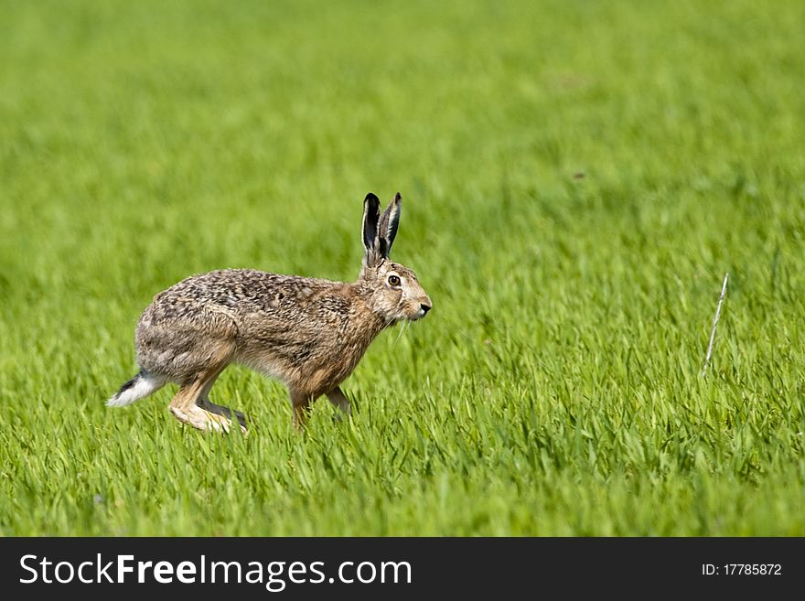 Hare running on green field in springtime