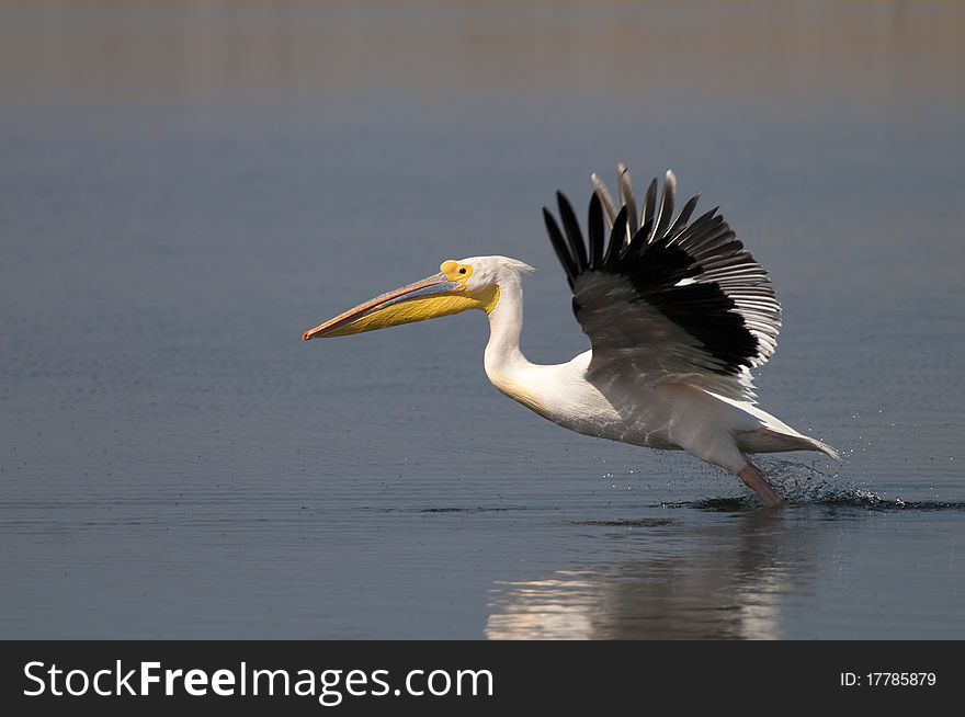 White pelican taking off from water
