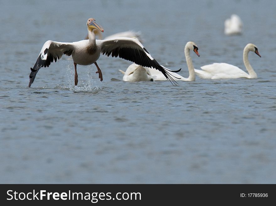 White Pelican taking off from water