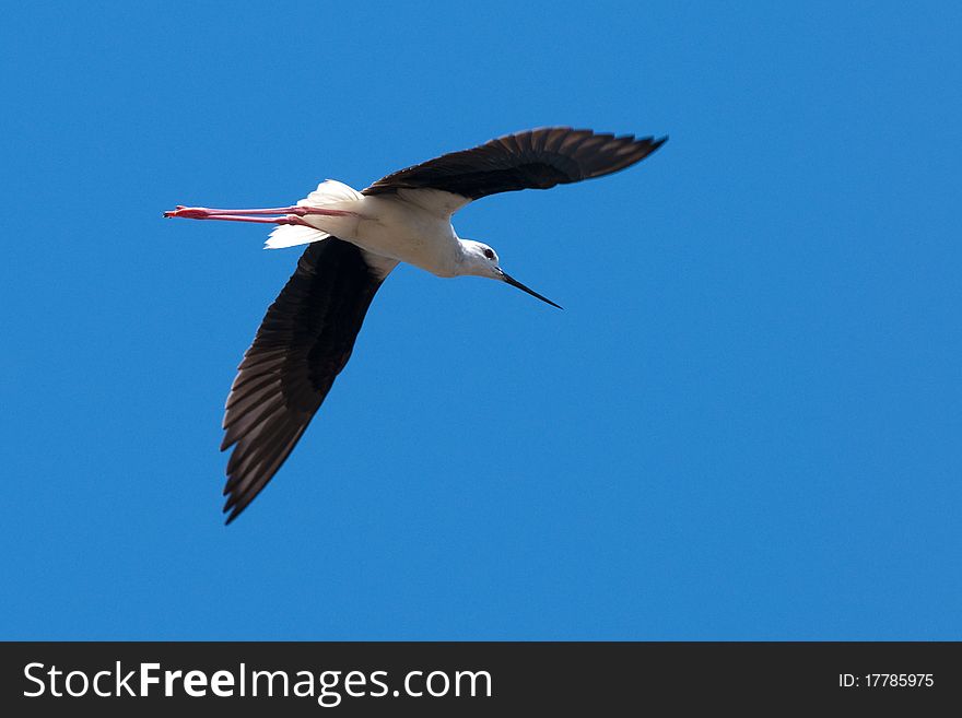 Black Winged Stilt in flight