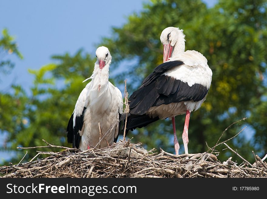 White Storks Pair