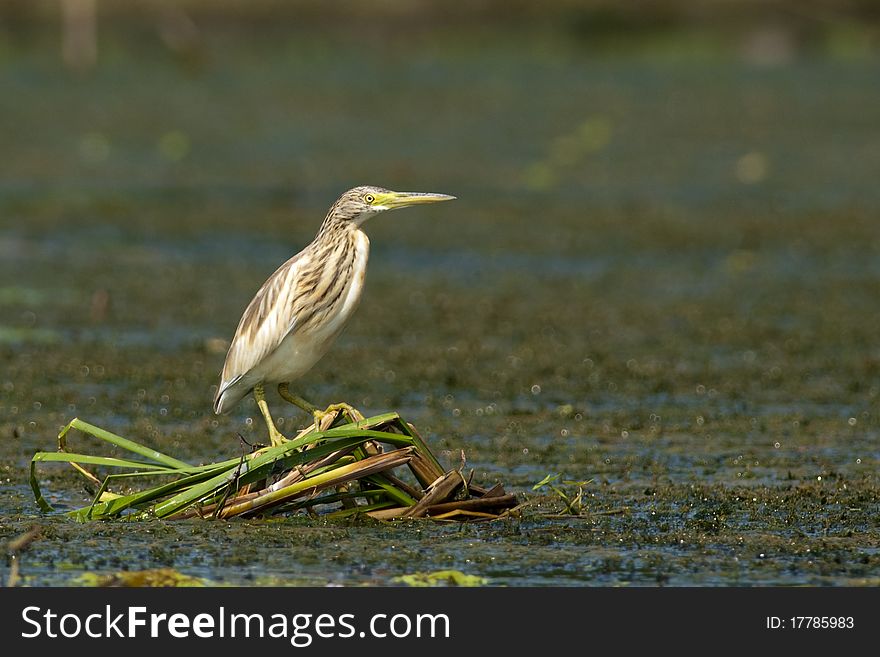 Squacco Heron on reed in Danube Delta