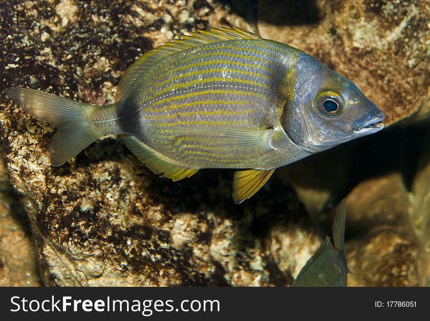 Two banded Sea Bream (Diplodus vulgaris) in Aquarium