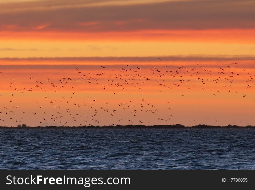Flock of Birds over the see at sunrise