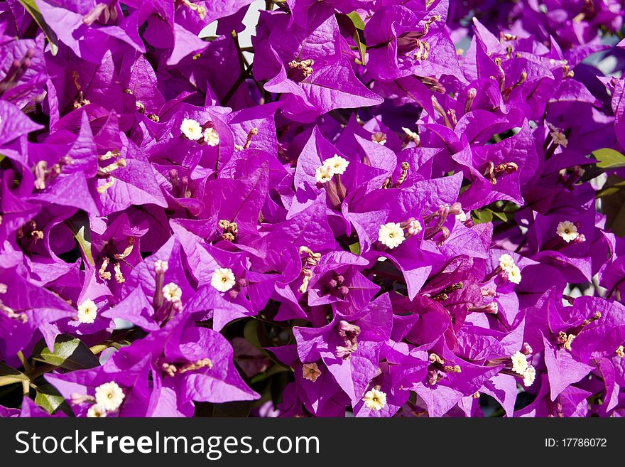 Purple Flowers Background texture pattern