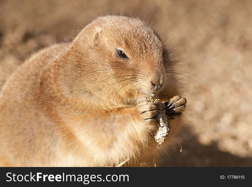 Black Tailed Prairie Dog