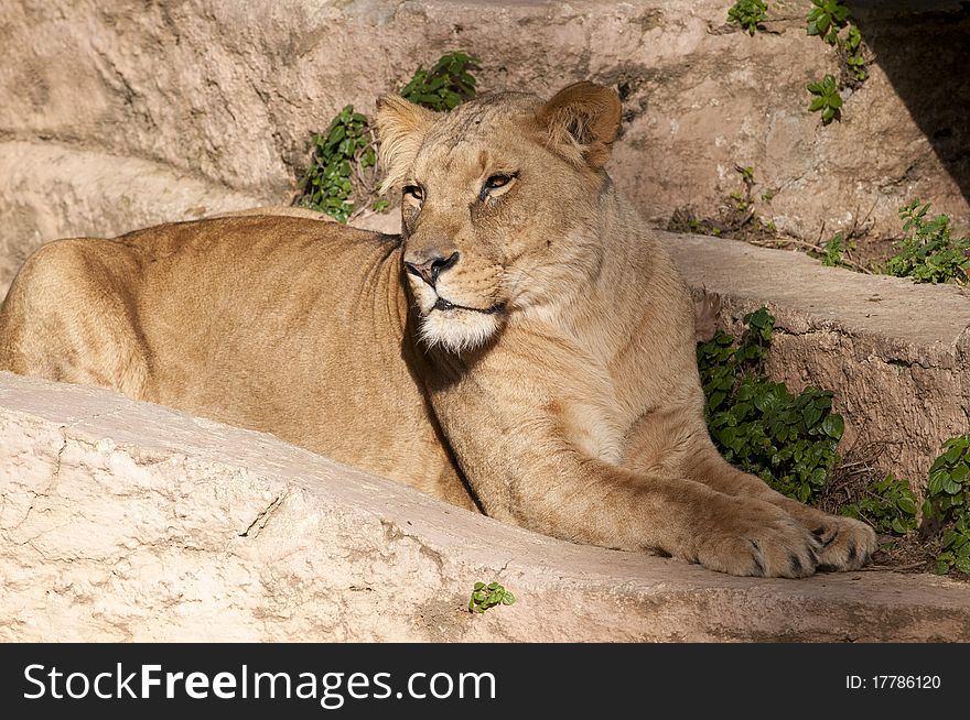 Lioness resting at the zoo