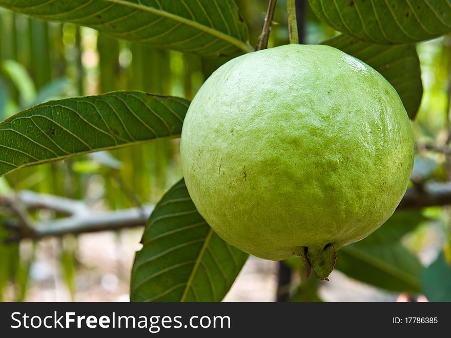 Guava on tree in garden