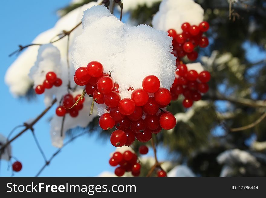 Branch Of A Guelder-rose With Berries