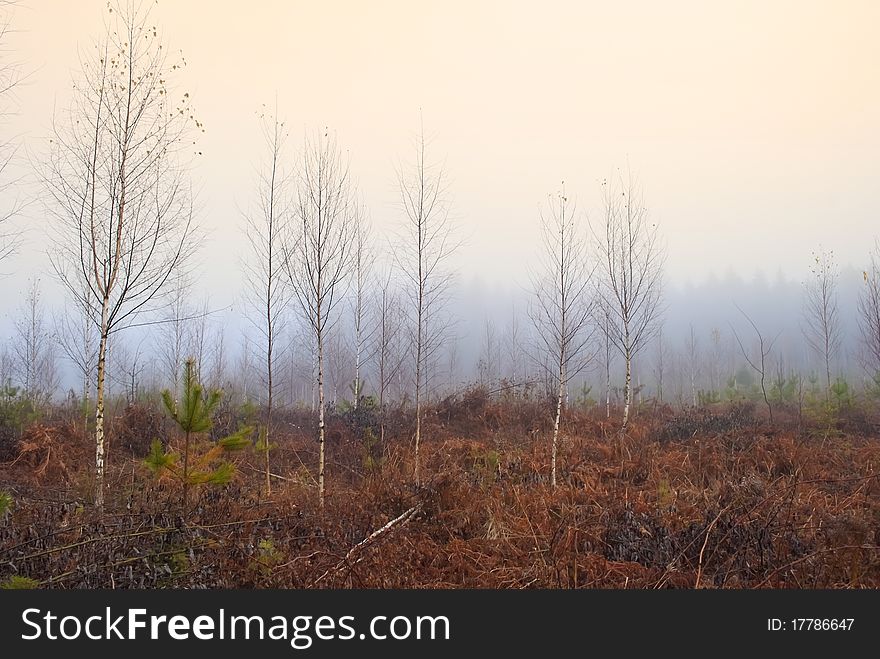 Bare Birch Trees In Mist