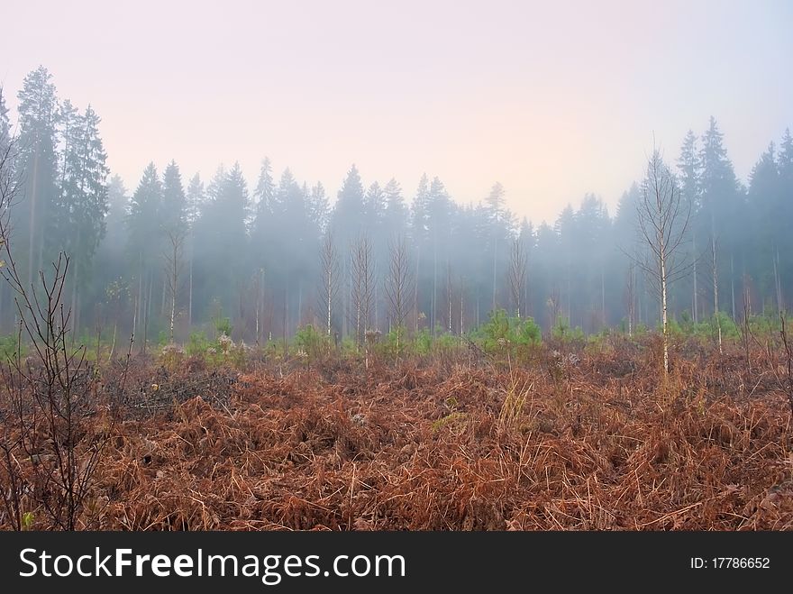 Magenta misty morning over red forest clearing. Magenta misty morning over red forest clearing