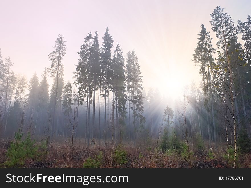 Rising sun in autumn misty coniferous wood. Rising sun in autumn misty coniferous wood