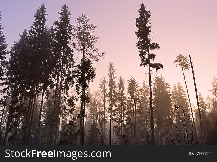 A pink evening in misty coniferous forest. A pink evening in misty coniferous forest