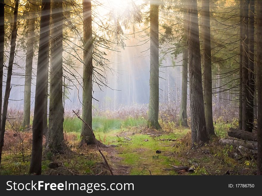 Sunbeams liting through branches of forest trees. Sunbeams liting through branches of forest trees