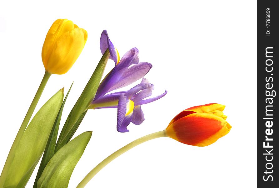 Tulips and iris isolated on white background