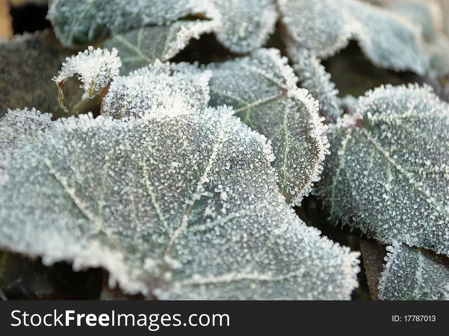 Frozen leaves of common ivy (Hedera helix), closeup. Frozen leaves of common ivy (Hedera helix), closeup