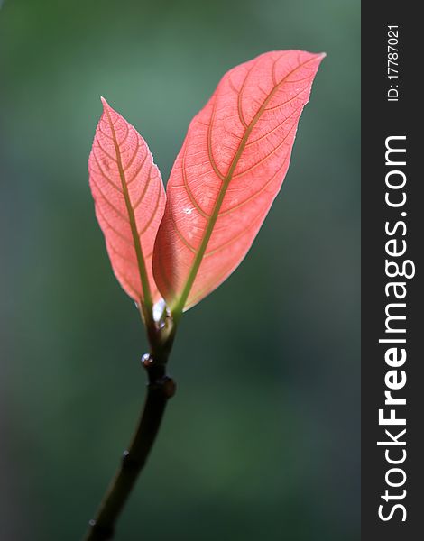New Life-Red Leaf