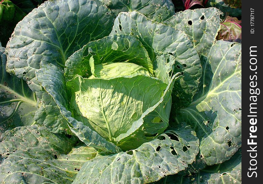 On this photo you can see a cabbage.