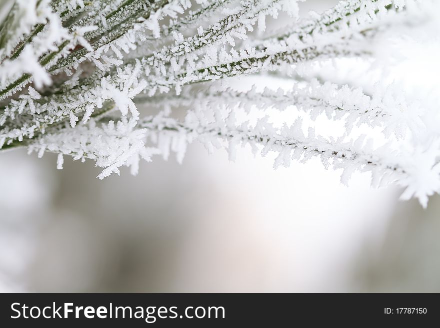 Frost on branch, close-up