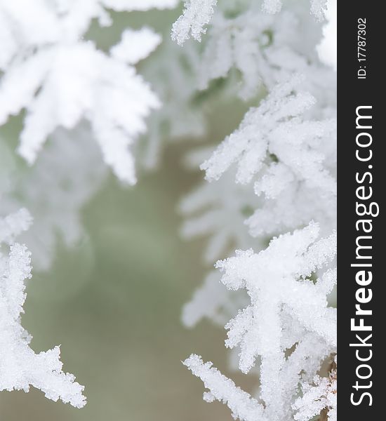 Close-up on frosty branch. Close-up on frosty branch