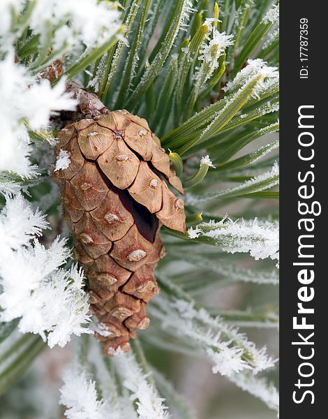 Cone on the frosty branch. Cone on the frosty branch