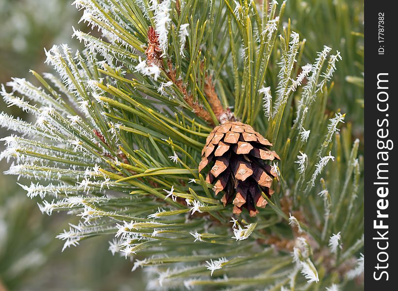 Frosty branch tree with cone