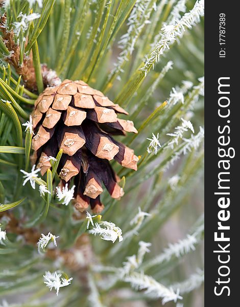 Branch of pine tree with cone. Branch of pine tree with cone